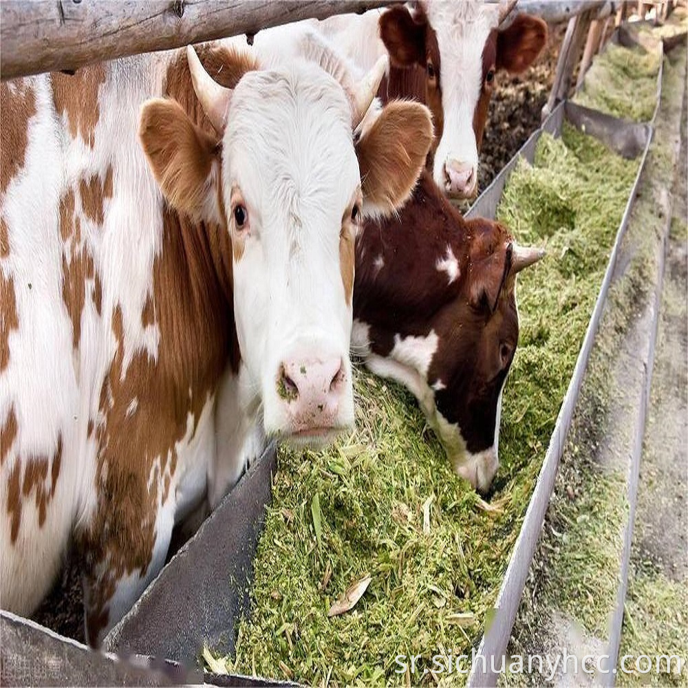 Vitamin K3 in animal husbandry